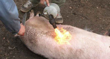 Jak správně řezat kostru prasete + schémata částí těla